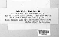 Hirudinaria macrospora image